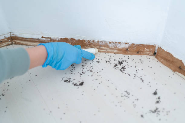 Best Pest Prevention Services  in Morenci, AZ